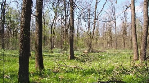 The sun refracts the shadow of tall trees in a green park. Stock Footage 170684878