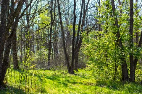 The sun refracts the shadow of tall trees in a green park. Stock Photos