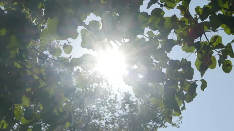 Sun revealed from shadowed leaves in foreground Stock Footage 170378044
