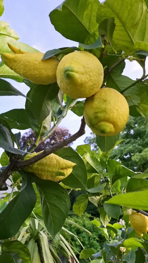 Sun-ripened lemons on the trees of a Sicilian plantation. Stock Footage 337102950