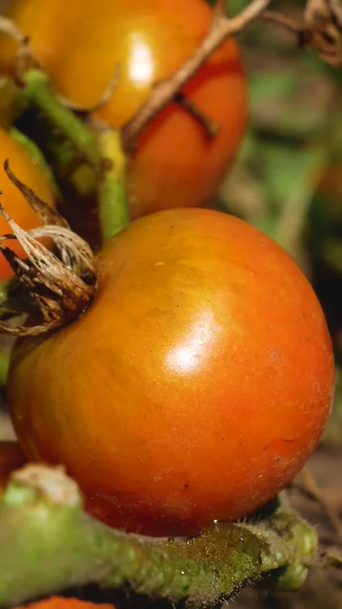Sun-Ripened Tomatoes at Different Stages of Maturity on a Healthy Vine Stock-Footage 346525994