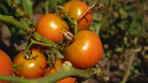 Sun-Ripened Tomatoes at Different Stages of Maturity on a Healthy Vine Video stock 346526273