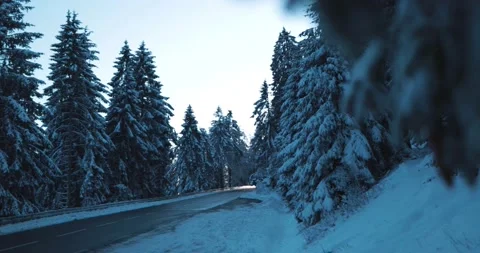 Sun rise behind tall tree line in winter forest street and dusk in background Stock Footage 232676956