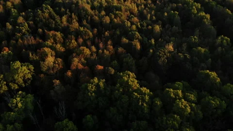 A sun rise over a forest Stock Footage 137681234