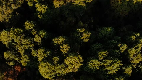 A sun rise over the forest Stock Footage 137685974