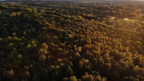 A sun rise over the woods Stock Footage 137681706