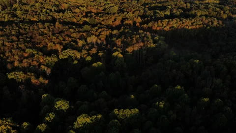 A sun rise over the woods Stock Footage 137684503