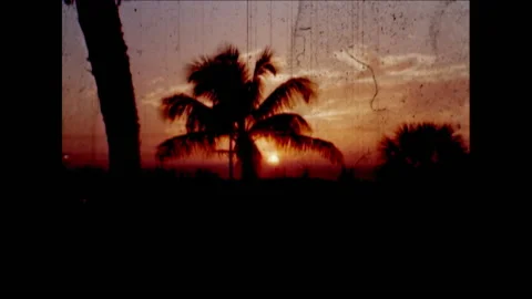 Sun Rise Palm Tree Stock Footage 135188890