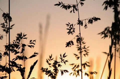 Sun rise Stock Photos