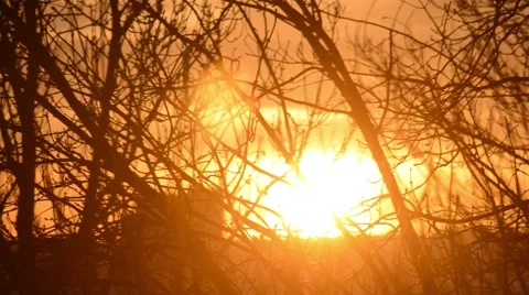 Sun rise through trees Stock Footage 51320584