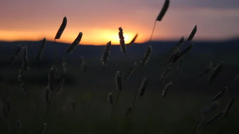 Sun rise with wild grass in the foreground Stock-Footage 136095450