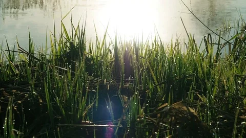 The sun rises above the river 库存影片 108253331