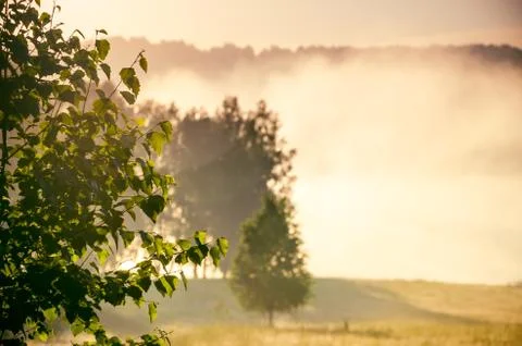 The sun rises and lights up the forest with a pond in the fog . Stock Photos