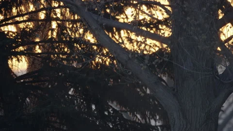 Sun rises and peaks through tree branches in super telephoto shot of sunrise Stock-Footage 242825469