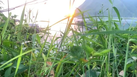 The sun rises from behind the bushes 動画素材 263943214