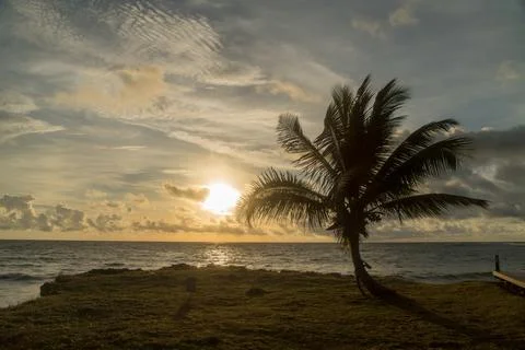 The sun rises behind a palm tree in Tobago Stock-Fotos