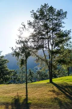 Sun rises behind a tree - Image Stock Photos