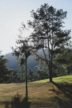 Sun rises behind a tree - Image Stock Photos