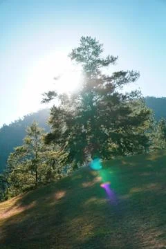 Sun rises behind a tree - Image Stock Photos