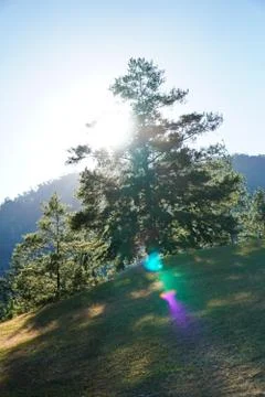 Sun rises behind a tree - Image Stock Photos