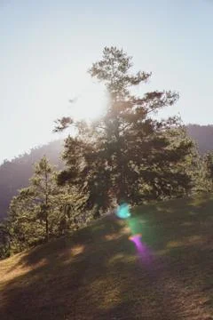 Sun rises behind a tree - Image Stock Photos