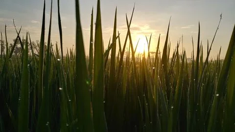 The sun rises between the leafs of rice Stock Photos
