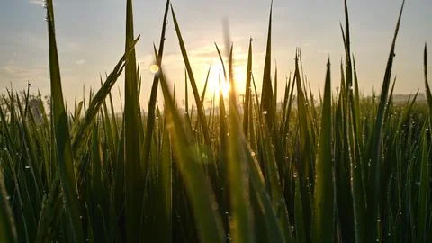 The sun rises between the leafs of rice Stock Photos