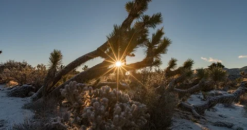 The sun rises in Joshua Tree timelapse Stock Footage 102358651