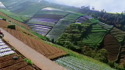 The sun rises in the land of vegetables Stock Footage 244679665