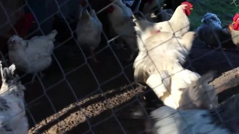 As the sun rises, a lively group of chickens emerges from their coop, flapping Stock Footage 292749055