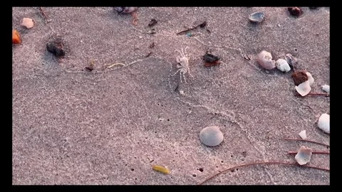 As the sun rises in the morning, tiny ghost crabs scuttle to find food on t.. Stock Footage 300070934