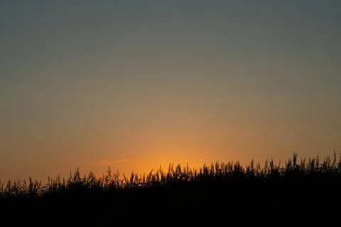 The sun rises or sets over the silhouette of reed thickets Stock Photos