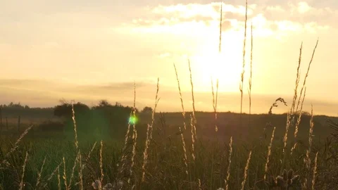 Sun rises over grassy field 스톡 동영상 78690992