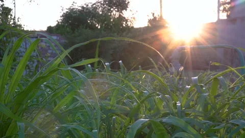The sun rises over a green field, crop, agriculture 4k, Stock Footage 134914024