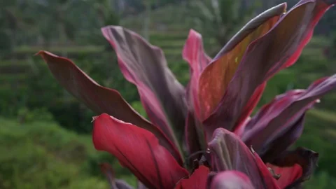 The sun rises over the green fields of Tegalalang. Stock Footage 126778001