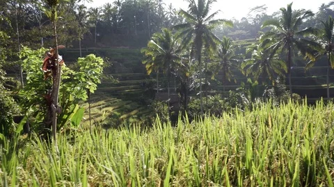 The sun rises over the green fields of Tegalalang. Stock Footage 126778083