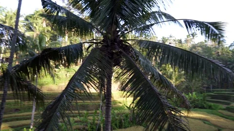 The sun rises over the green fields of Tegalalang. Stock Footage 126778152