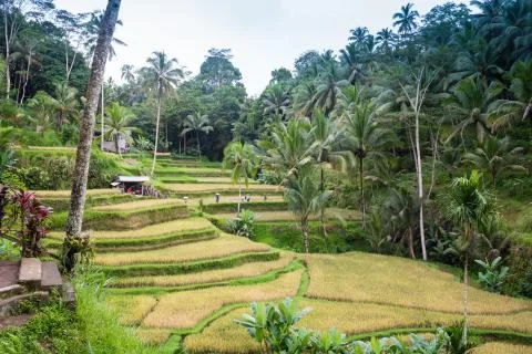 The sun rises over the green fields of the Tegalalang rice paddies in the heart Stock Photos