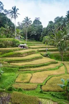 The sun rises over the green fields of the Tegalalang rice paddies in the heart Stock Photos