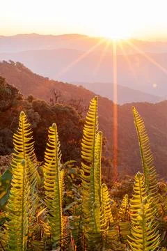 The sun rises over a mountain range blurred in the background. Stock Photos