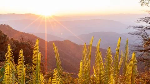 The sun rises over a mountain range blurred in the background. Stock Photos