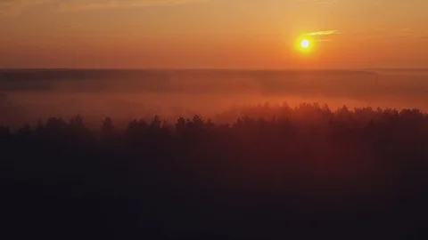 The sun rises over the pine forest with fog Stock Footage 115352054