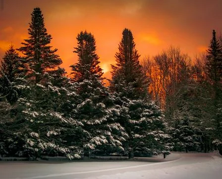 The sun rises over the pine trees after the storm. Stock Photos