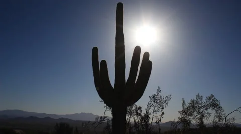 Sun Rises over a Saguaro Cactus Vídeo Stock 49317409