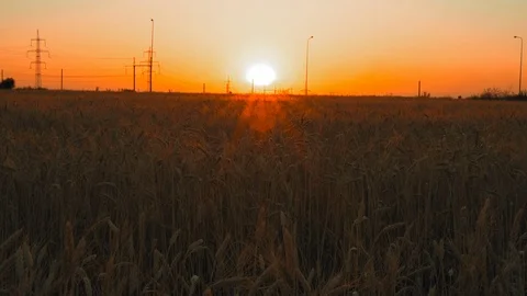 Sun Rises over Wheat Field Growing Along Automobile Highways Stock Footage 113257765