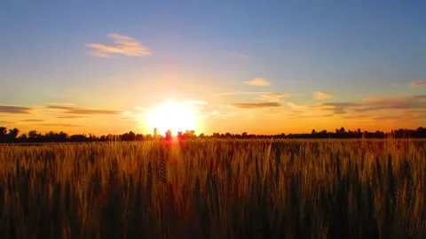 The sun rises over a wheat field Stock Footage 242386007