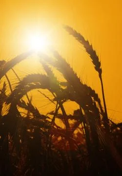The sun rises over a wheat field Stock Photos
