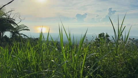 Sun rises over wide field covered with thick green grass Stock Footage 346944380