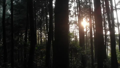 The sun rises in the pine forest Stock Footage 147958211