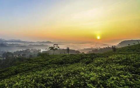 The sun rises in the tea garden Stock Photos